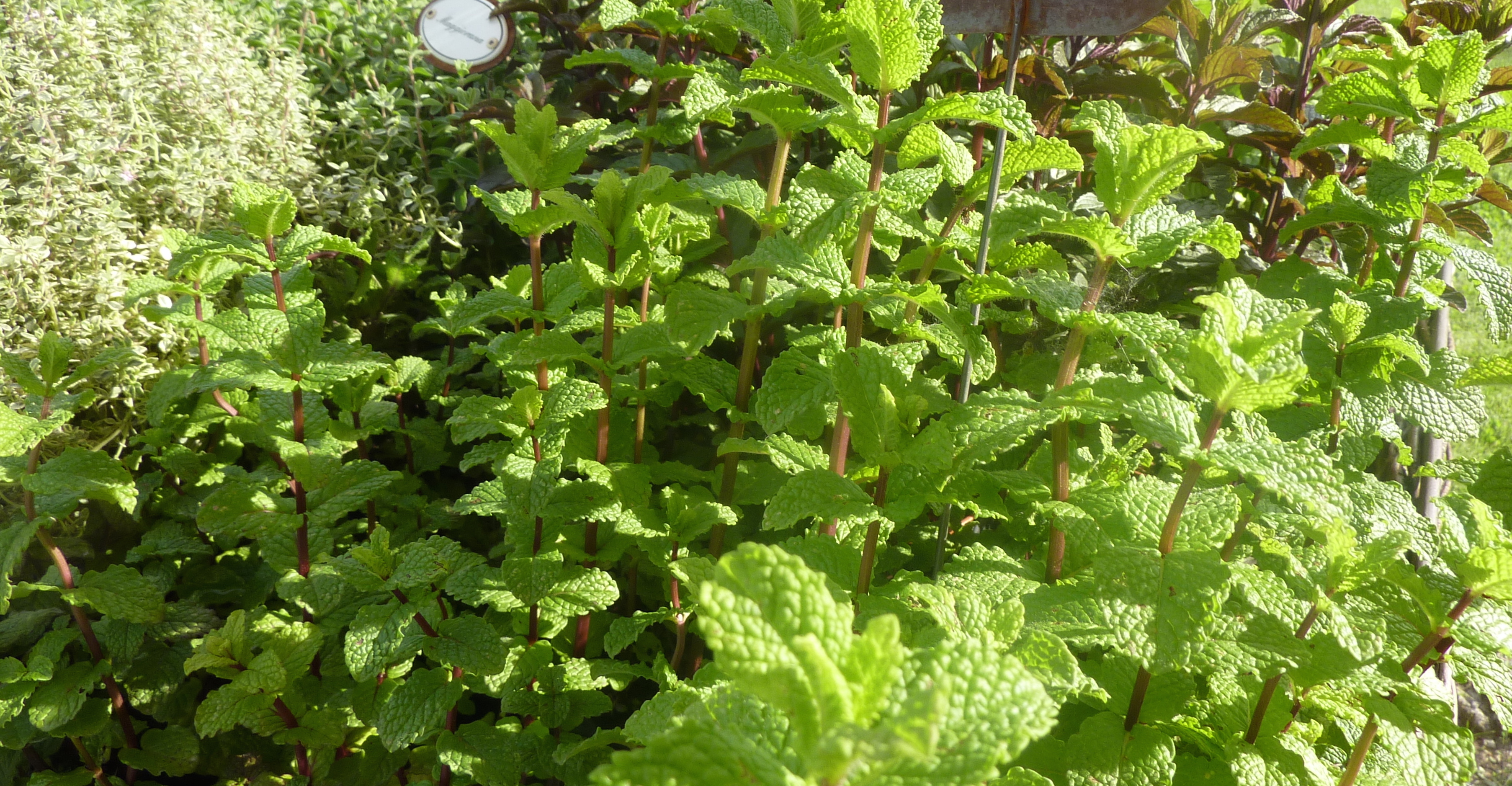 Erbe aromatiche: ad ogni piatto la sua