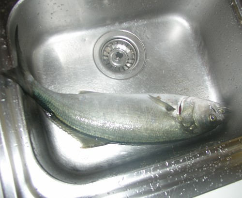 Pesce: squamarlo facilmente
