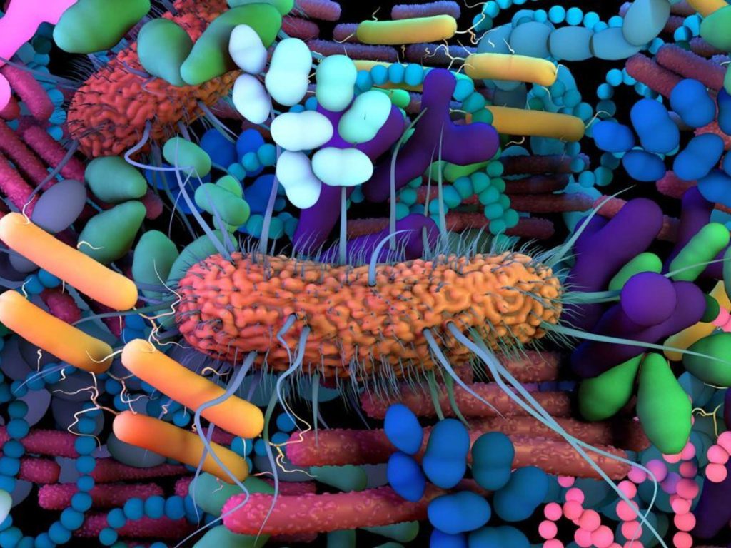 Microbiota