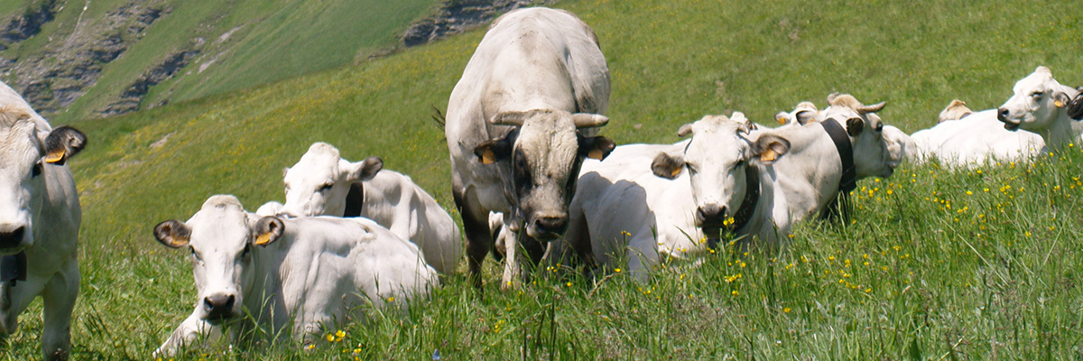 Il fassone di razza piemontese