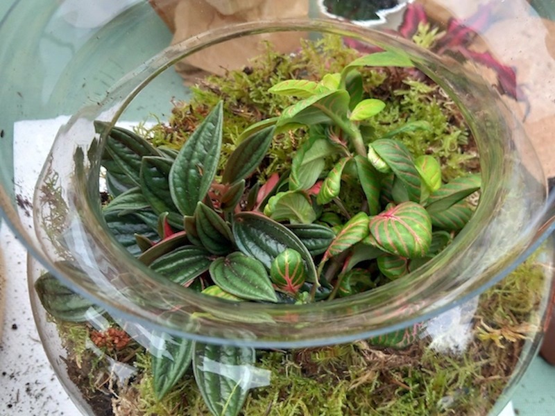 Terrarium