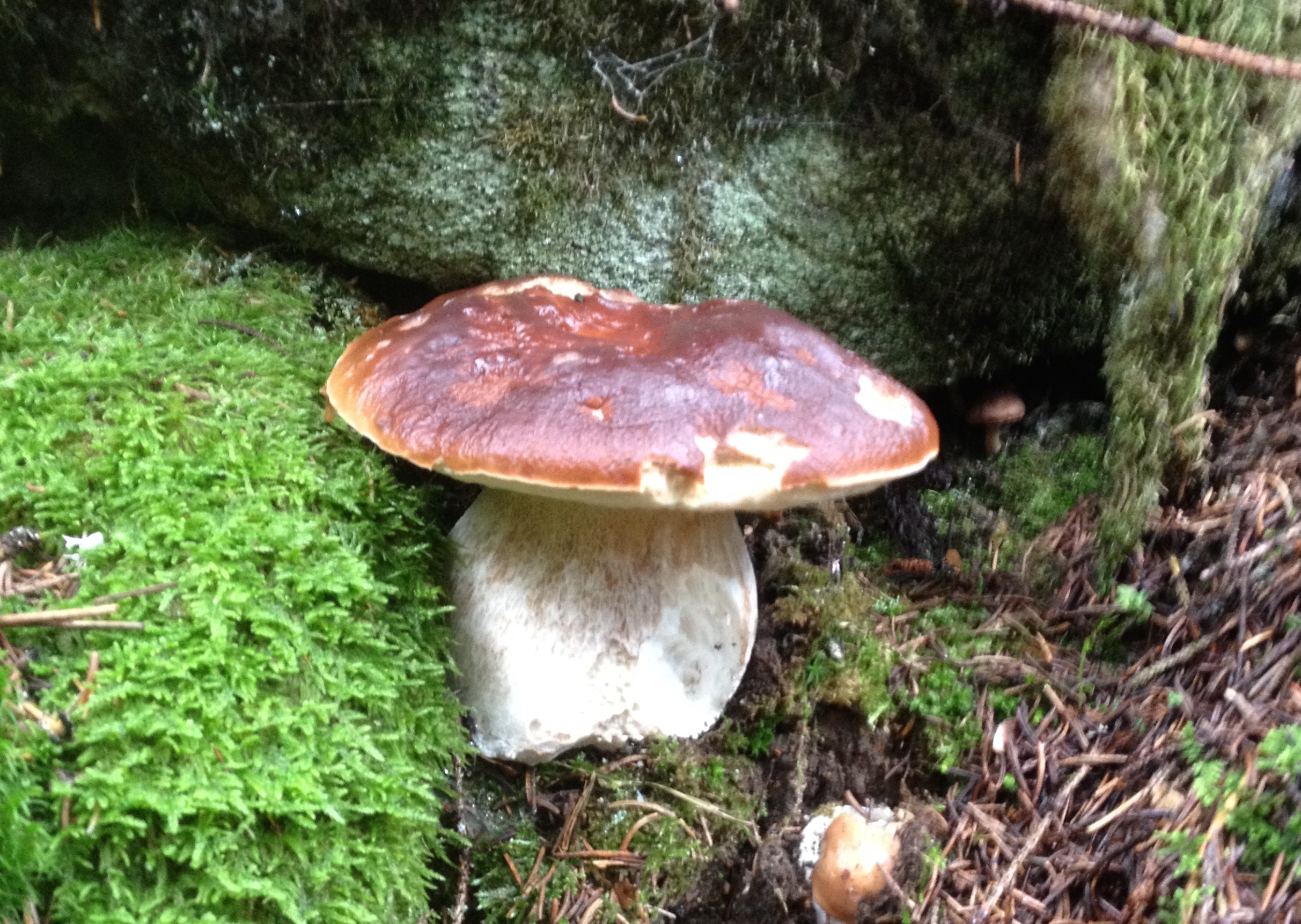 Funghi