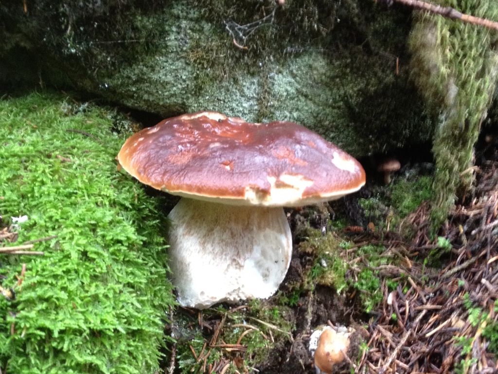 Funghi