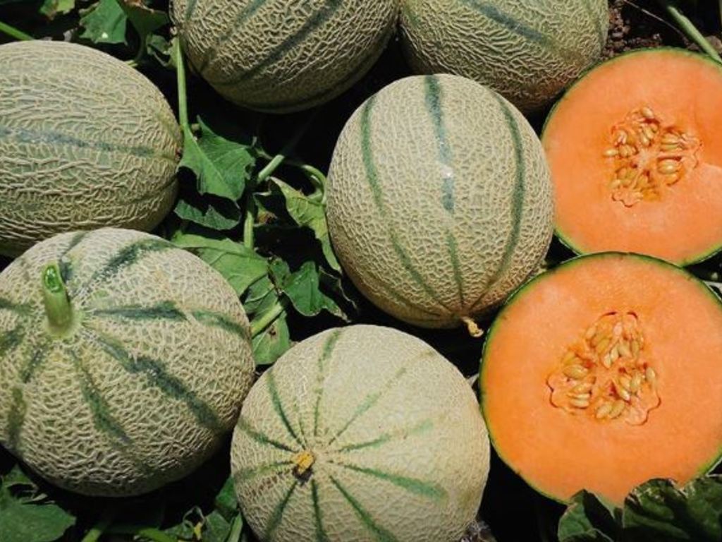 Melone: sceglierlo bene