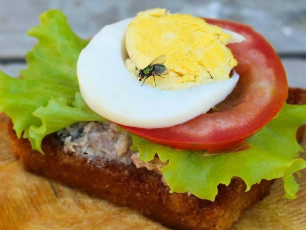 Mosche e mosconi, come tenerli lontani dal cibo