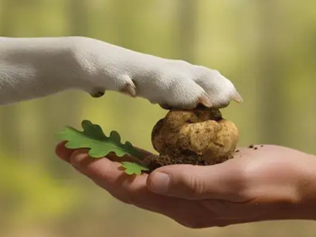 Il Capodanno del tartufo