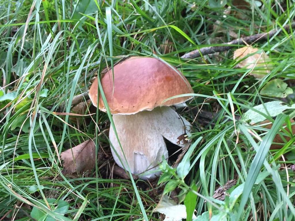 Ricette coi funghi