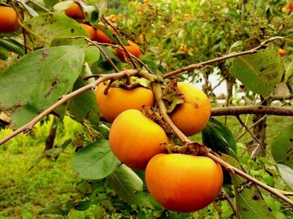 Ricette di cotogne