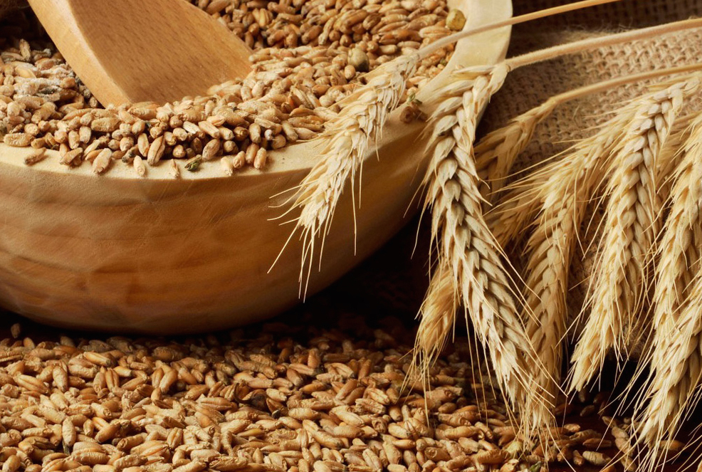 Ricette di grano Khorasan
