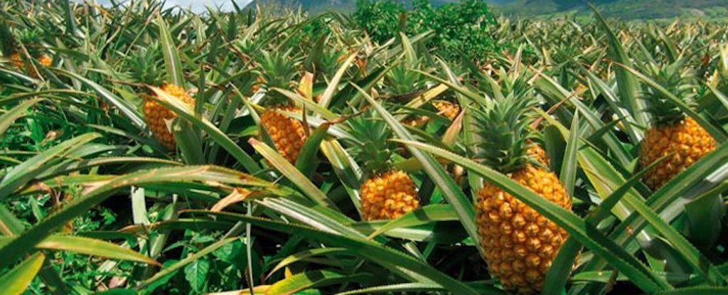 Ricette di ananas
