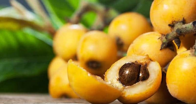 Ricette di nespole