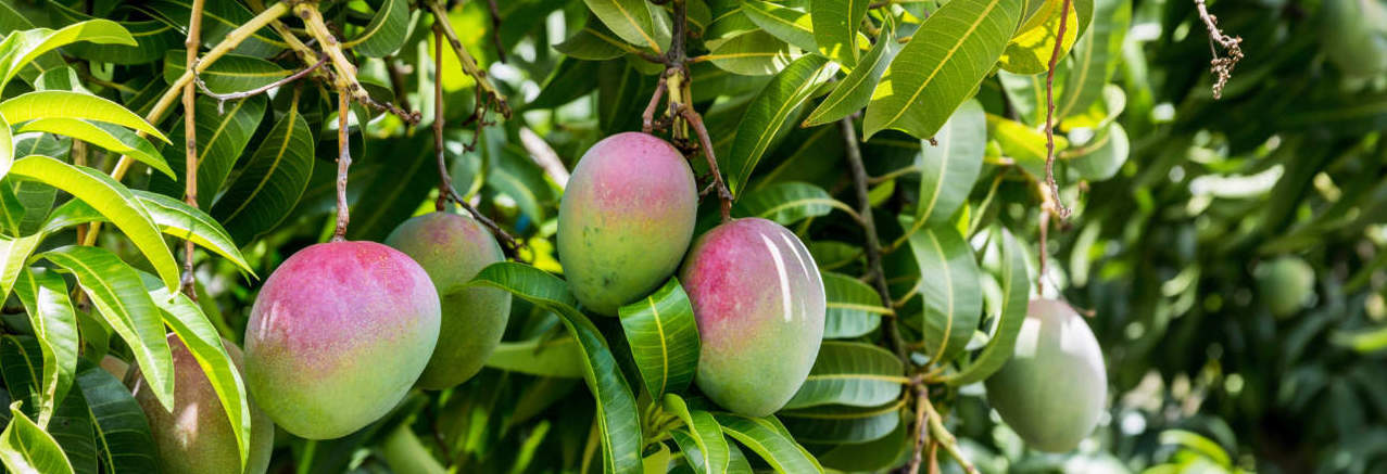Ricette col mango