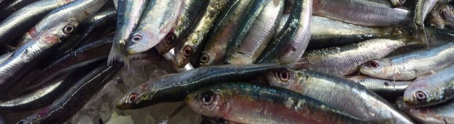 Acciughe & co: Ricette di pesce azzurro