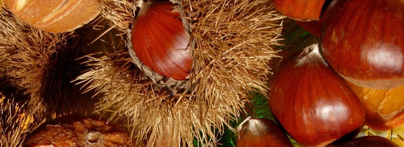 Ricette con castagne e marroni 
