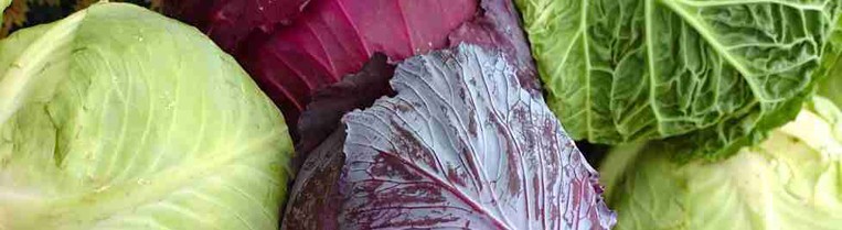 Ricette con il cavolo