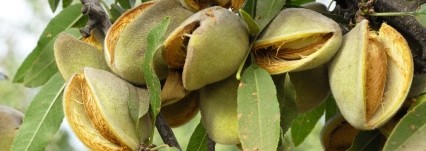 Ricette con le mandorle