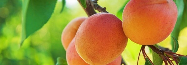 Ricette di albicocche