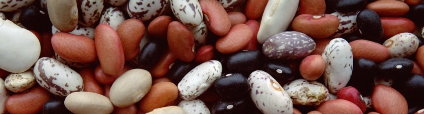 Ricette di fagioli