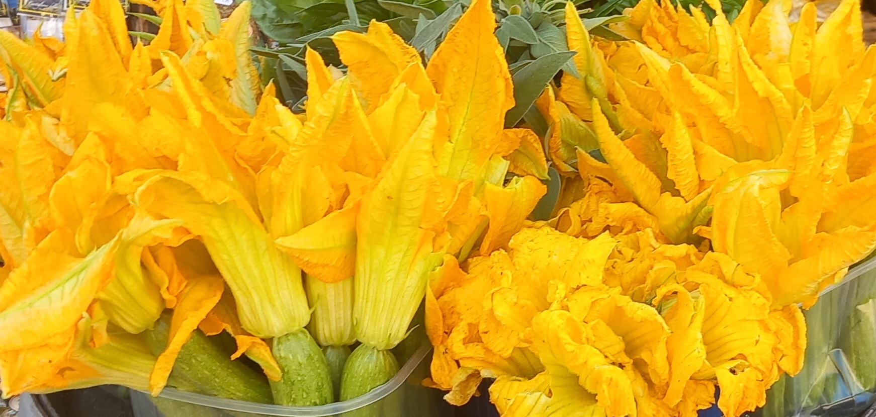 Ricette di fiori di zucca