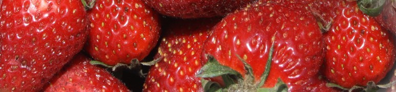 Ricette di fragole