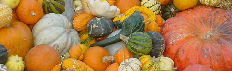 Ricette con la zucca