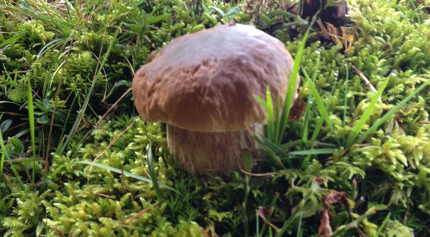 Ricette coi funghi