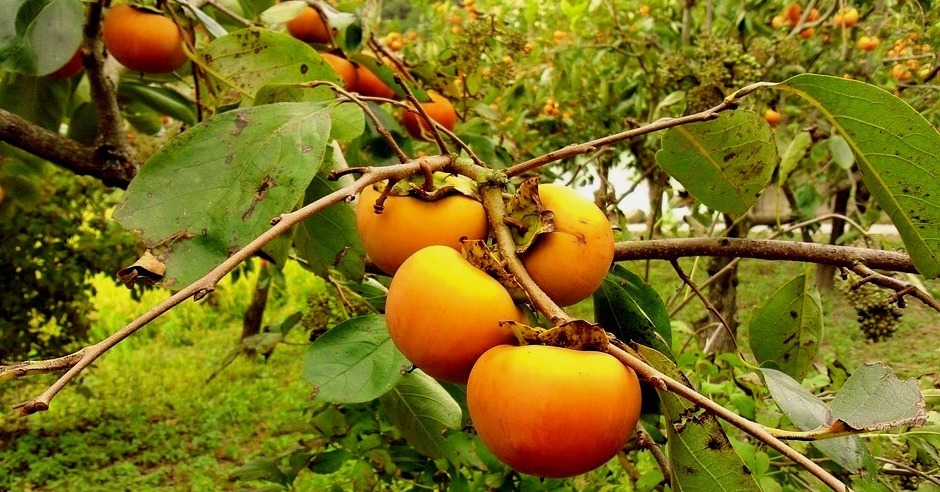 Ricette di cotogne