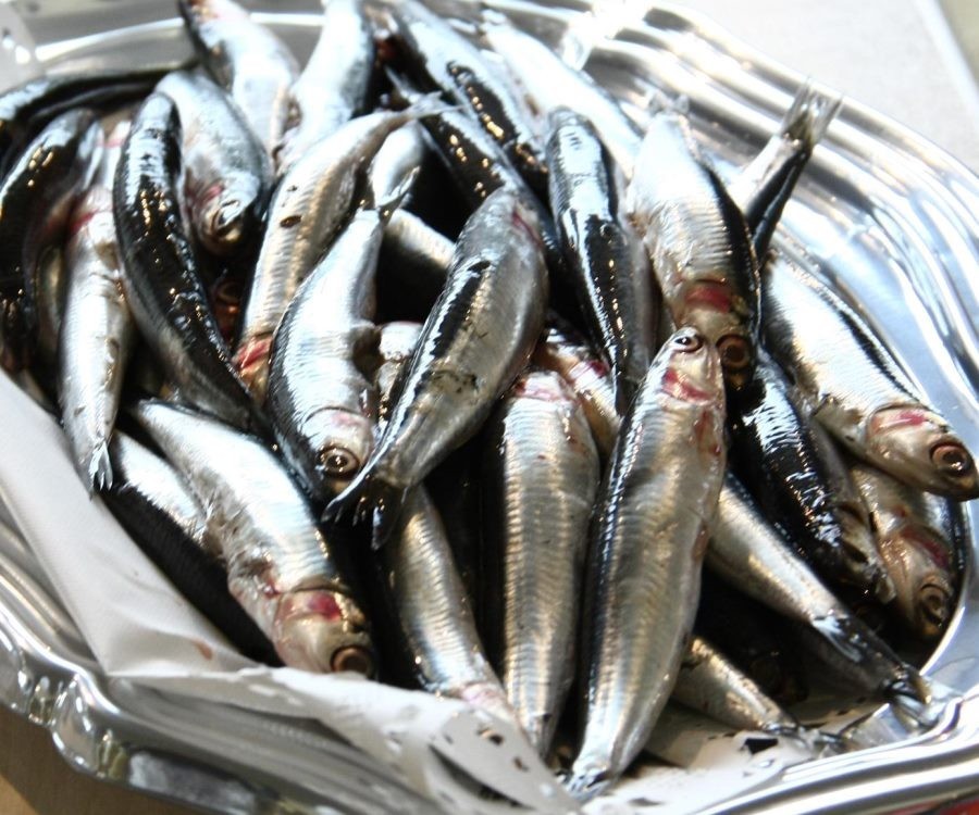 Conserve a base di acciughe o alici, sarde, sardine e sgombri									