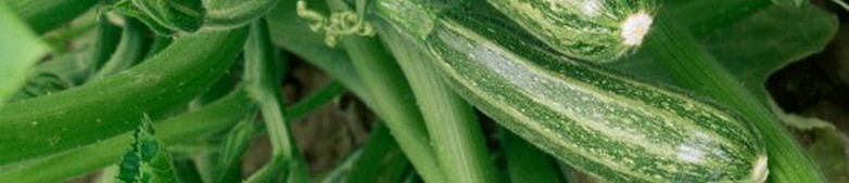 Primi piatti di zucchine