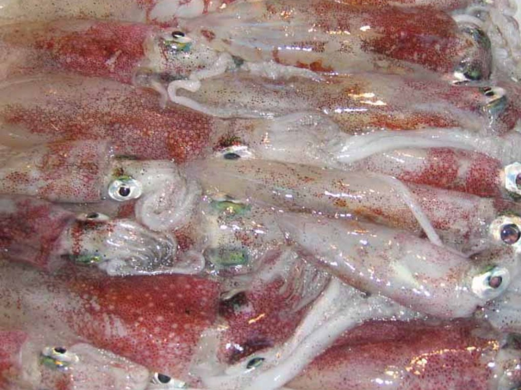Calamaretti "Golfo di Napoli"