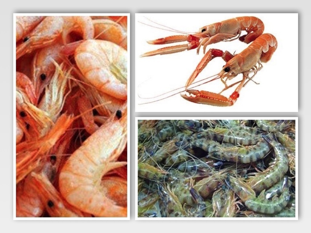 Gamberi, gamberoni, scamponi: come pulirli