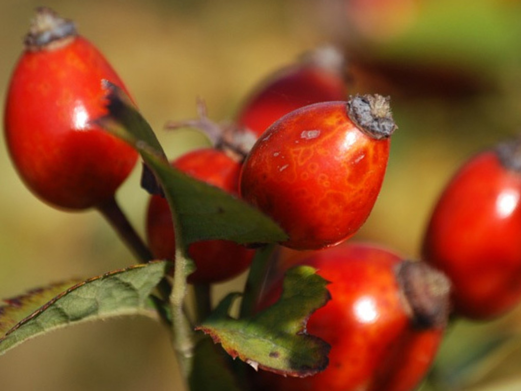 Marmellata di bacche di rosa canina