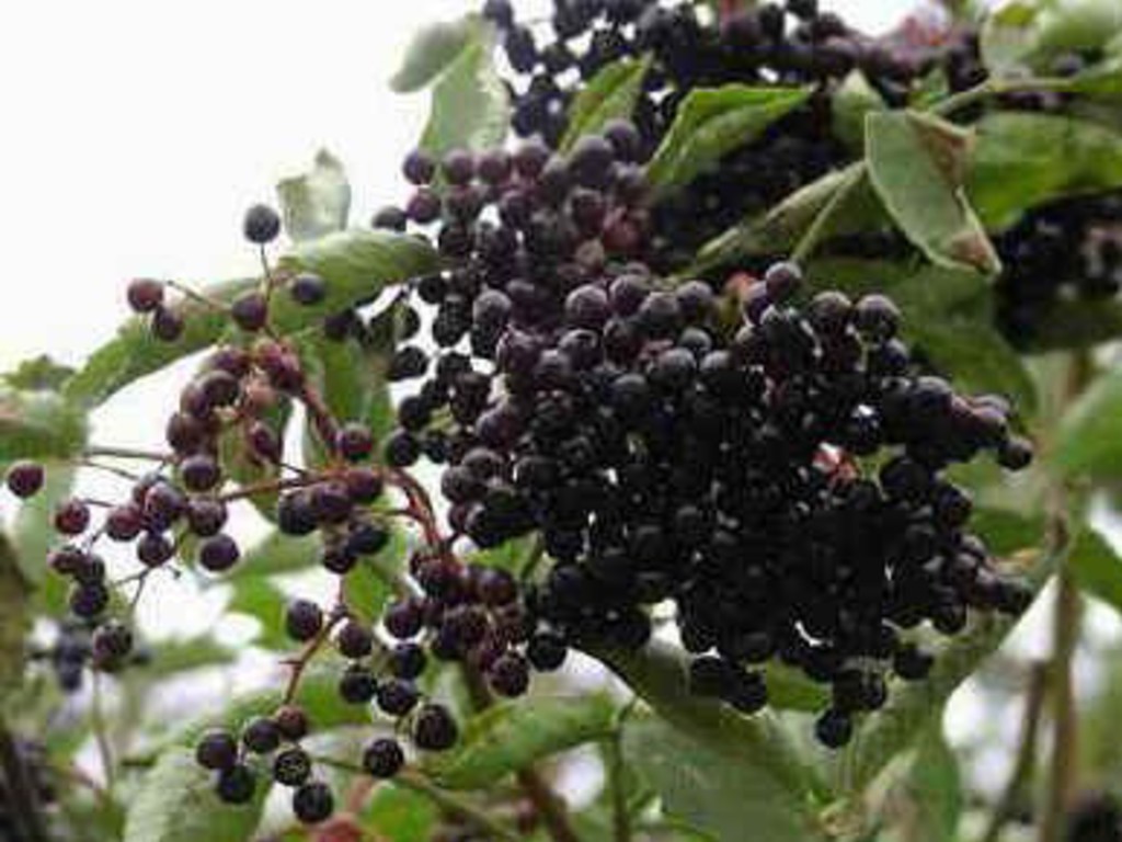 Marmellata di bacche di sambuco