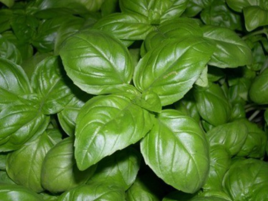 Digestivo al basilico