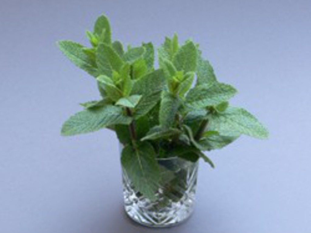 Digestivo alla menta
