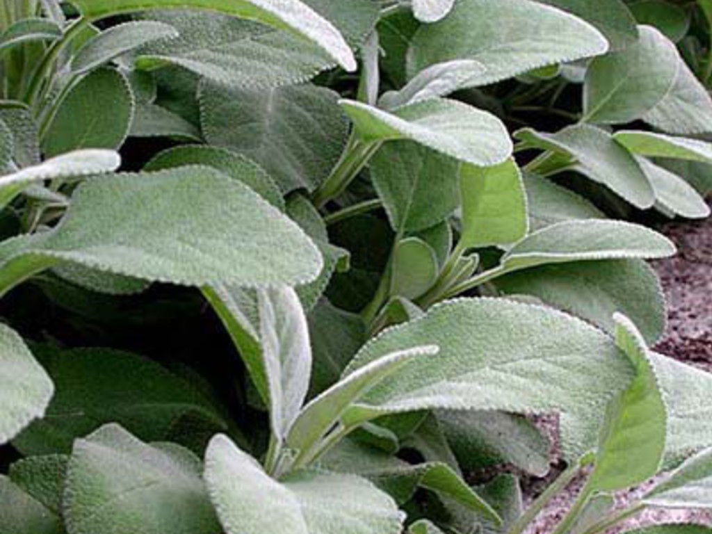 Digestivo alla salvia