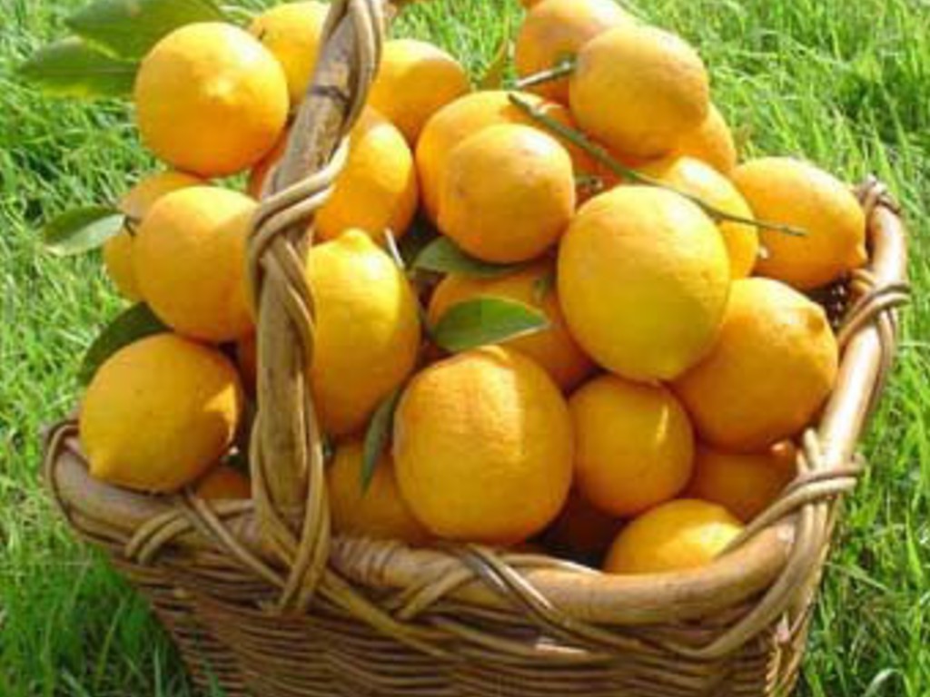 Limoncello