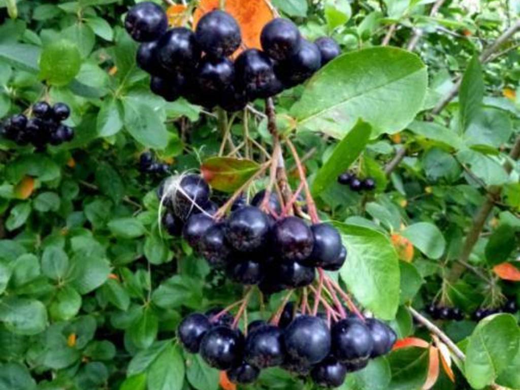 Liquore al ribes
