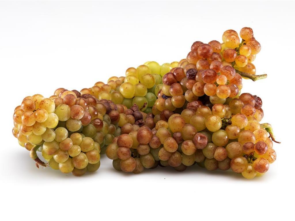 Liquore all'uva Moscatello