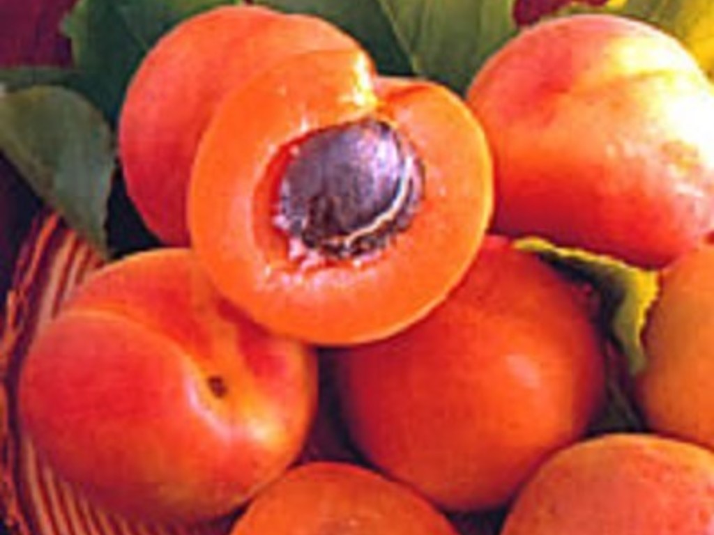 Ratafia di albicocche