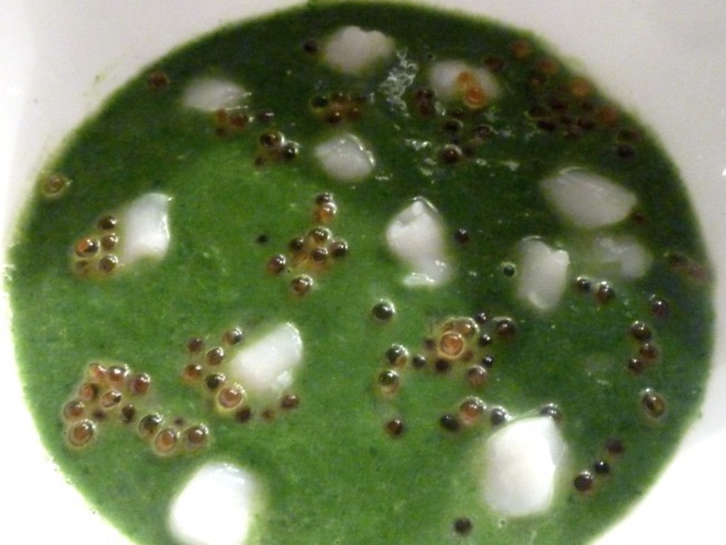 Crema di broccolo fiolaro, canestrelli e uova di trota