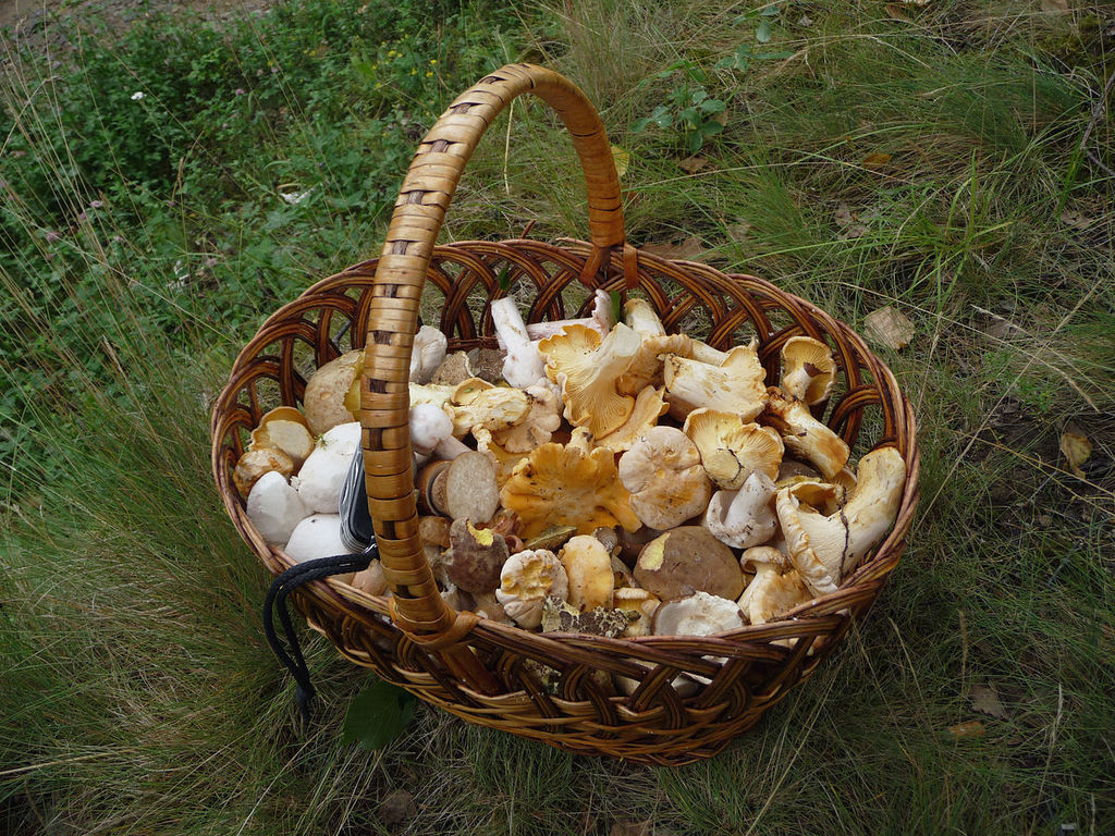Funghi sottolio