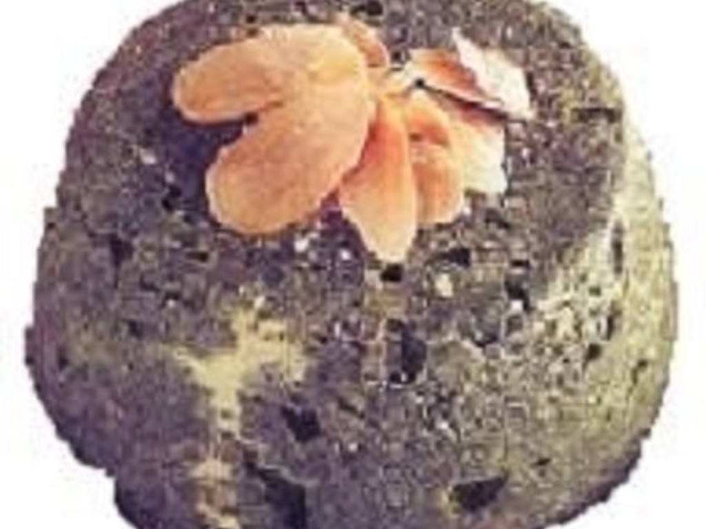 Flan di spinaci