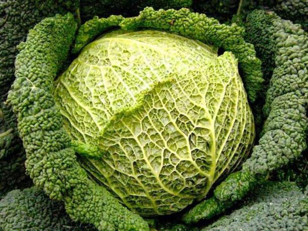Rotolo di verza con battuto leggero di acciughe