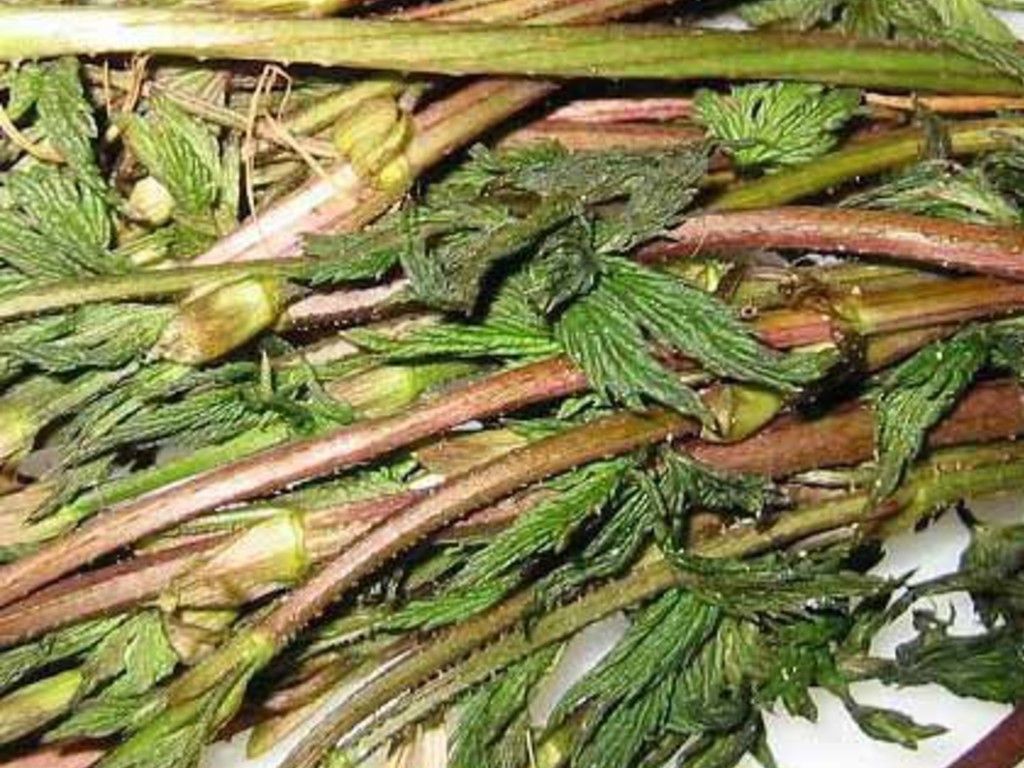 Sformato ai germogli di luppolo e chenopodio