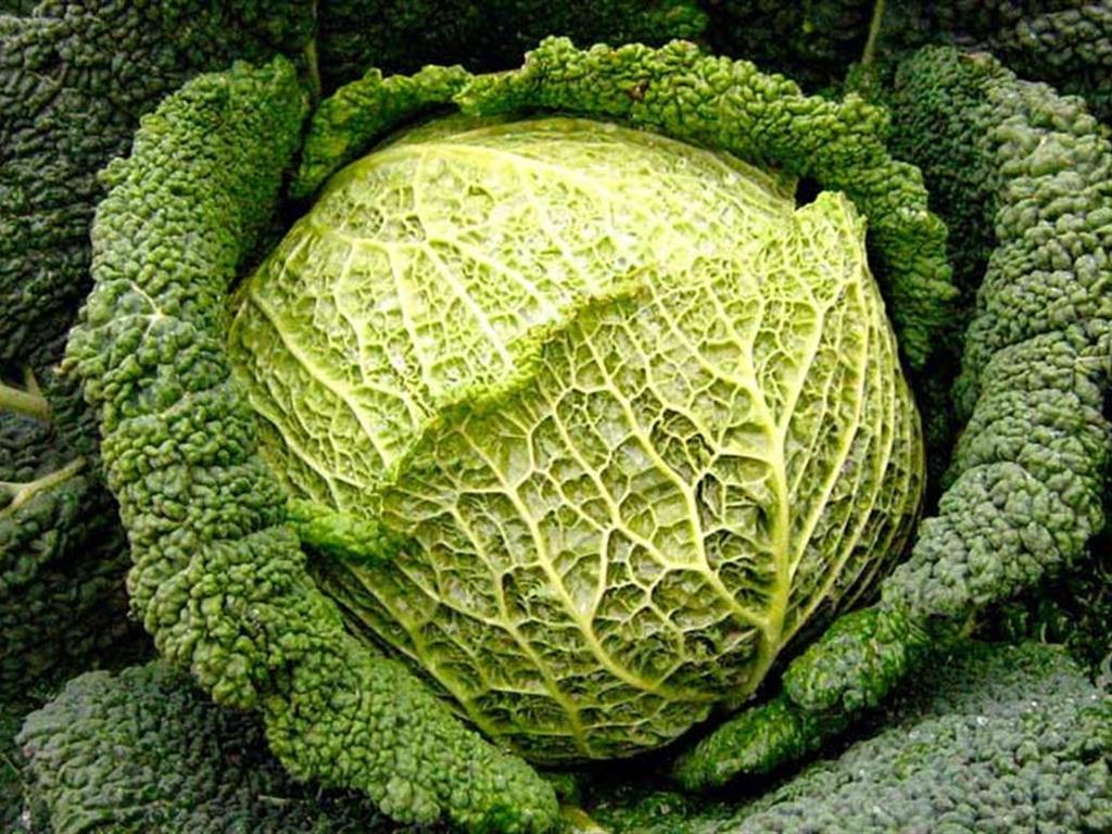 Sformato di cavolo verza