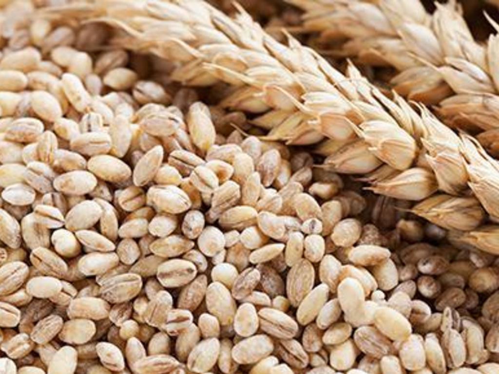 Sformato di orzo