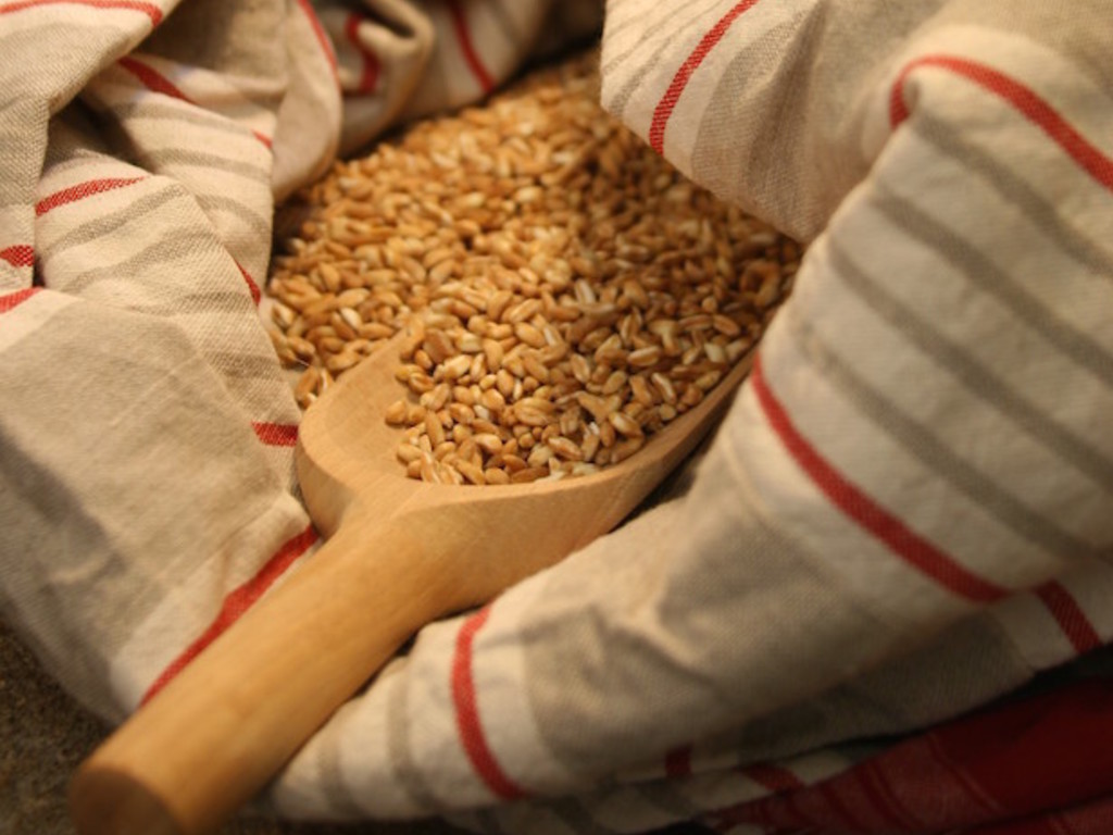 Torta salata di farro con ricotta e pecorino