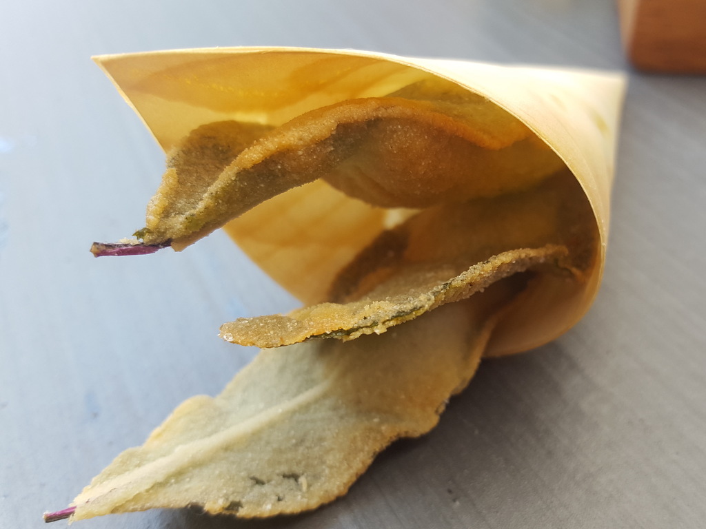 Salvia fritta