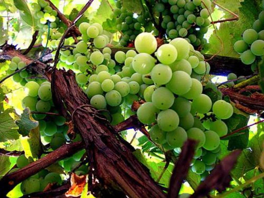 Salsa d'agresto (salsa d'uva)   